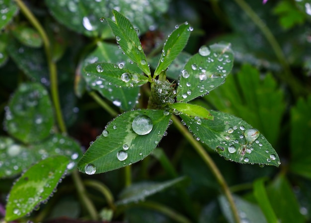 Close up pluie ou gouttes d'eau de rosée sur les feuilles de trèfle vert, high angle view