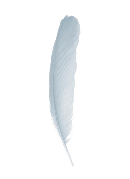 Close-up d'une plume sur un fond blanc