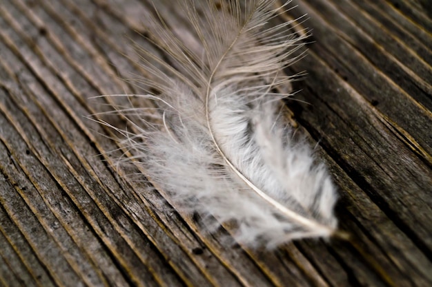 Close-up d'une plume sur une vieille planche