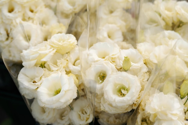Close-up de plusieurs grappes de fleurs composées d'eustomes blancs