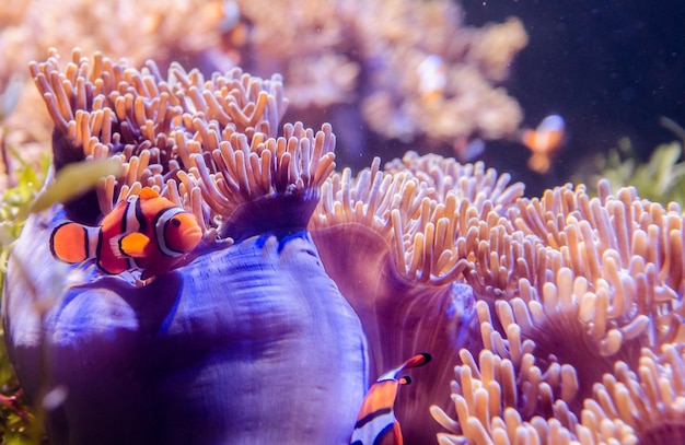 Close-up d'un poisson clown nageant près d'un corail en mer