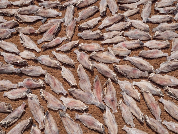 Close up de poisson séché au Sri Lanka