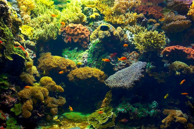Close-up des poissons et des coraux