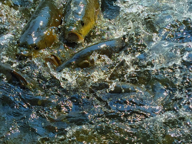 Photo close-up de poissons dans l'eau à l'étang