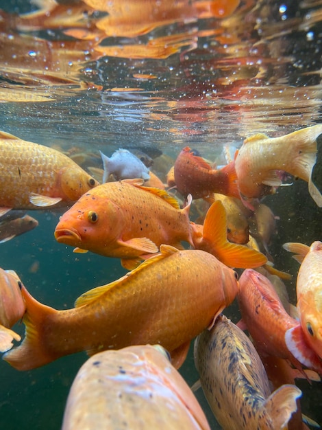 Photo close-up des poissons dans l'étang