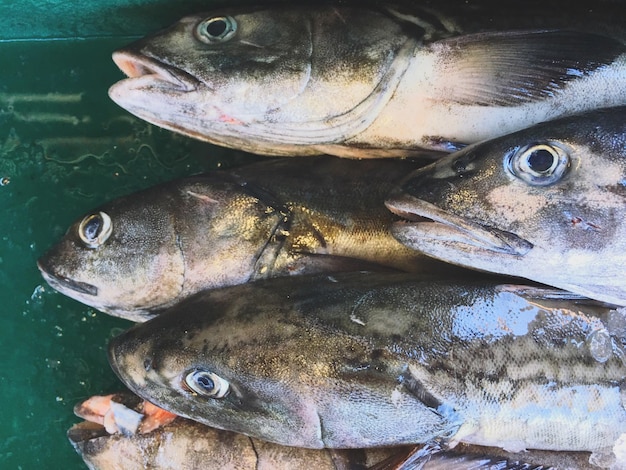 Close-up de poissons morts