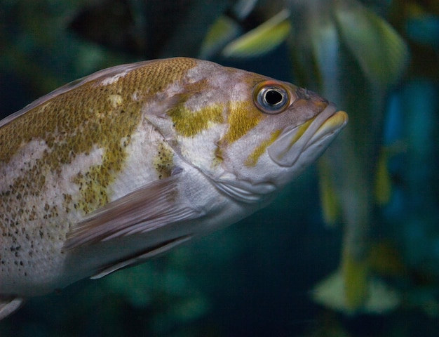 Close-up de poissons nageant dans un aquarium