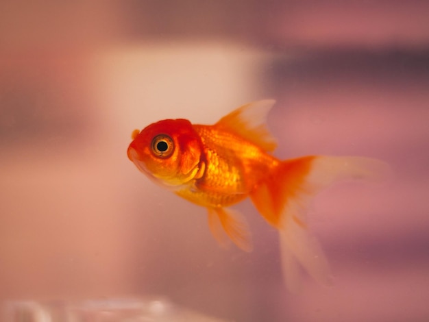 Close-up de poissons nageant dans l'aquarium