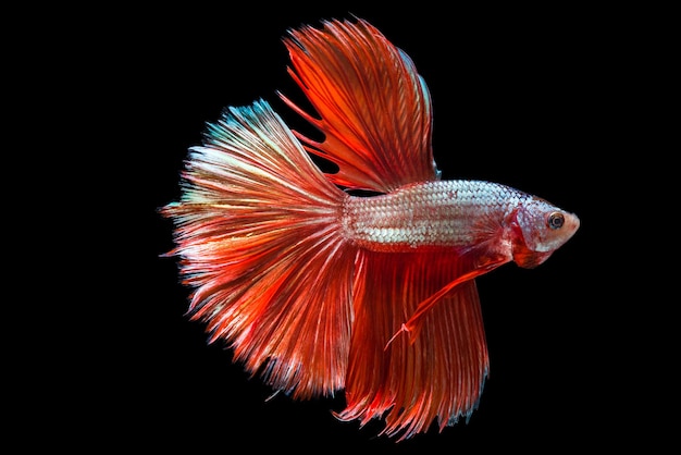 Close-up de poissons nageant dans un aquarium