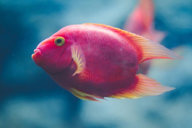 Photo close-up de poissons nageant en mer