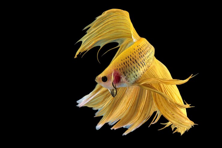 Photo close-up de poissons nageant en mer