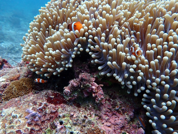 Close-up de poissons nageant en mer