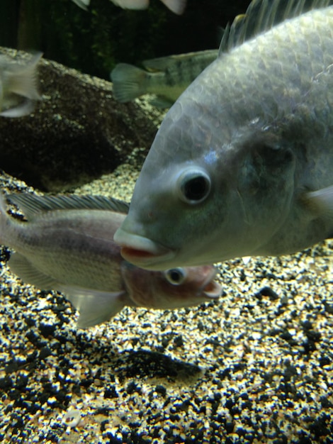 Close-up de poissons nageant en mer