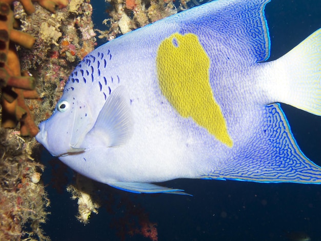 Photo close-up de poissons nageant en mer