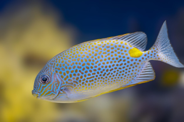 Close-up de poissons nageant en mer