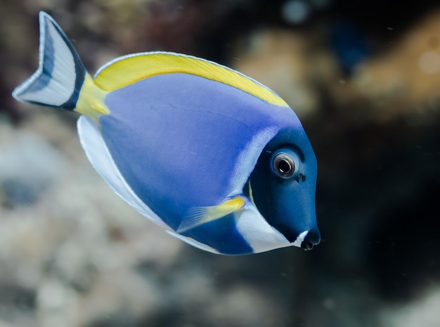 Close-up de poissons nageant en mer