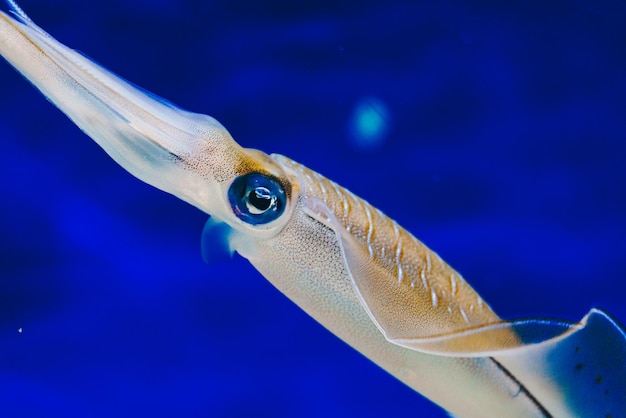 Photo close-up de poissons nageant en mer