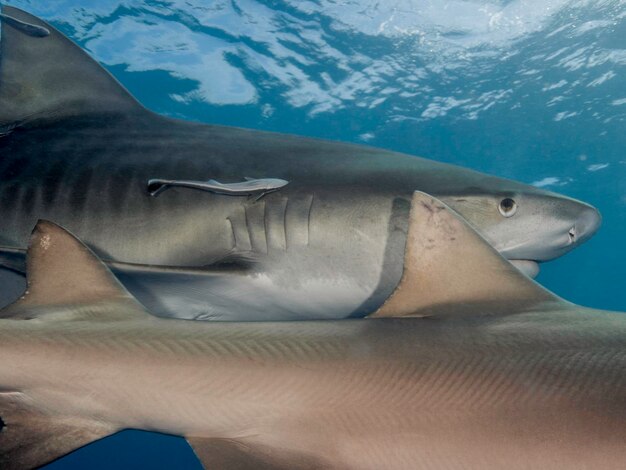 Photo close-up de poissons nageant en mer