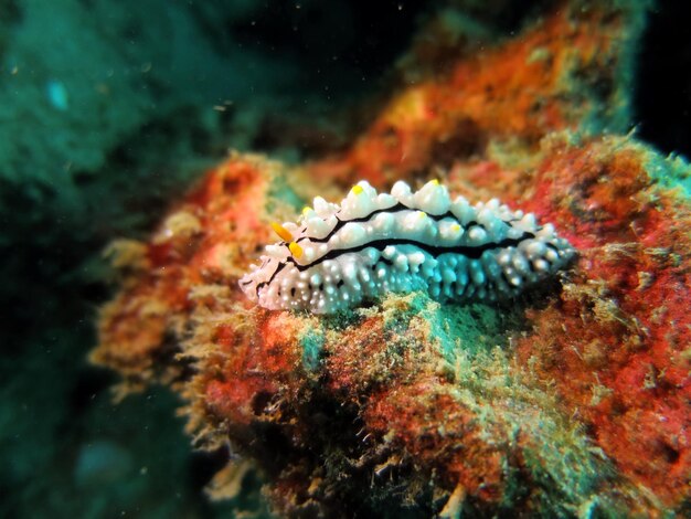 Close-up des poissons sous l'eau