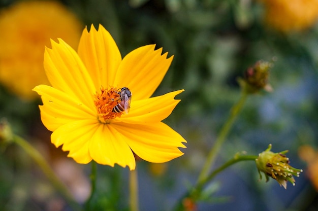 Close-up de la pollinisation des abeilles sur une fleur jaune