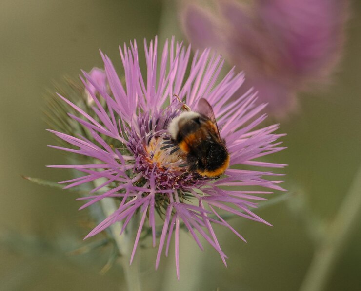 Photo close-up de la pollinisation des abeilles sur une fleur pourpre
