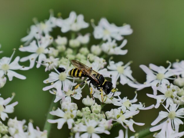 Close-up de la pollinisation des abeilles sur une fleur