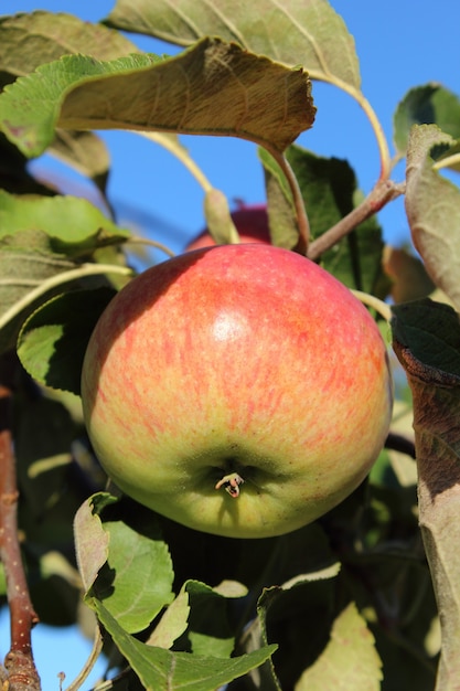 Close-up pomme mûre poussant sur une branche d'arbre