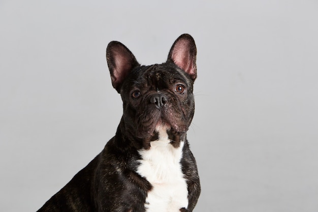 Close up portrair d'un bouledogue français en noir et blanc