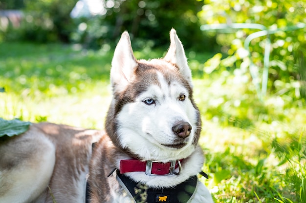 Close-up Portrait de beau chien husky sibérien beige et blanc avec des yeux multicolores dans le pré d'herbe verte sur une journée ensoleillée, Portrait de jeune adorable race de chien couché dans la pelouse lumineuse au coucher du soleil