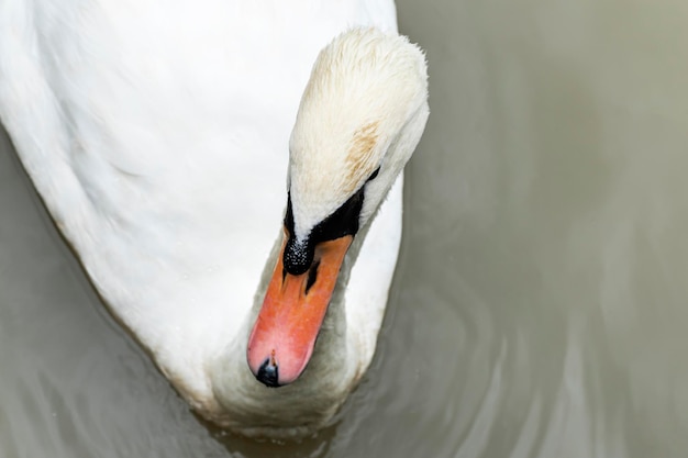 Close up portrait cygne blanc dans le lac