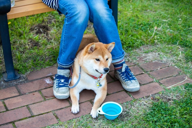 Close up Portrait of beautiful and happy red shiba inu chiot assis dans l'herbe verte en été