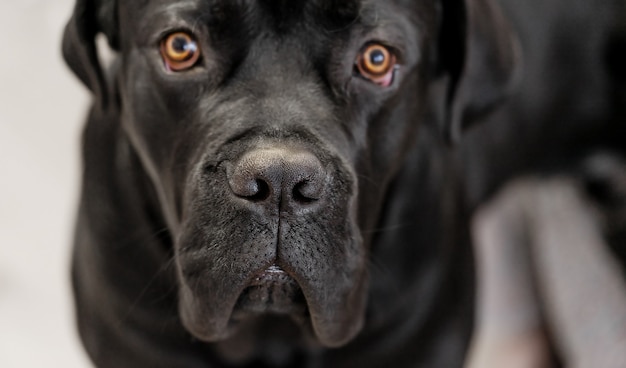 Close up portrait of black italien cane corso