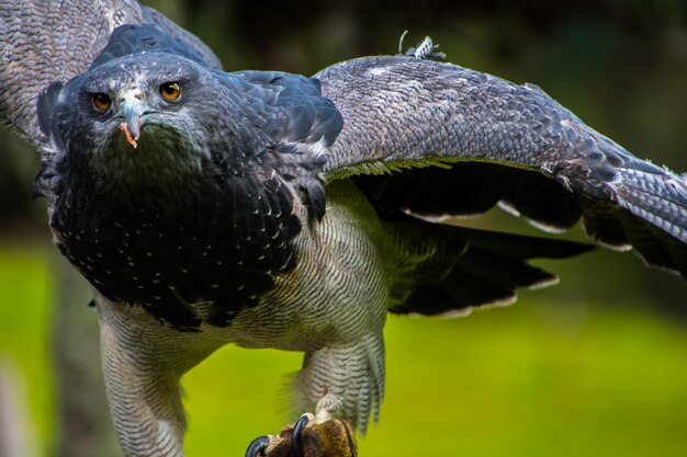 Close up portrait of a black torse buse eagle