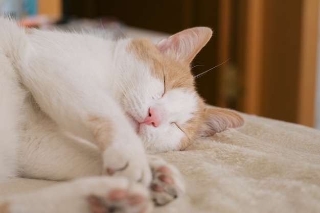 Close up portrait of cute cat endormi rouge et blanc