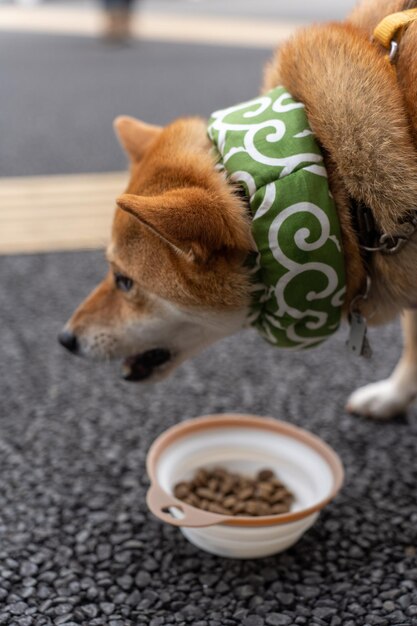 Close up Portrait of head Shiba inu Dog portrait extérieur conformation Shiba Inu dog stands