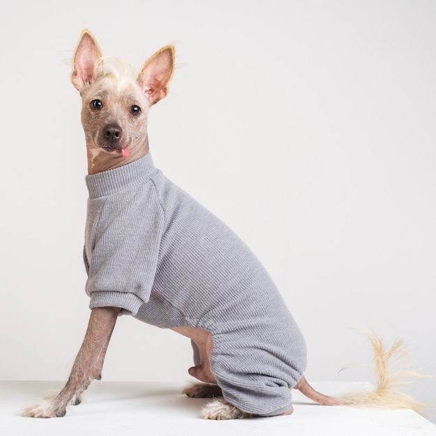 Close up Portrait of a male Chinese Crested Dog en pull gris sur fond blanc