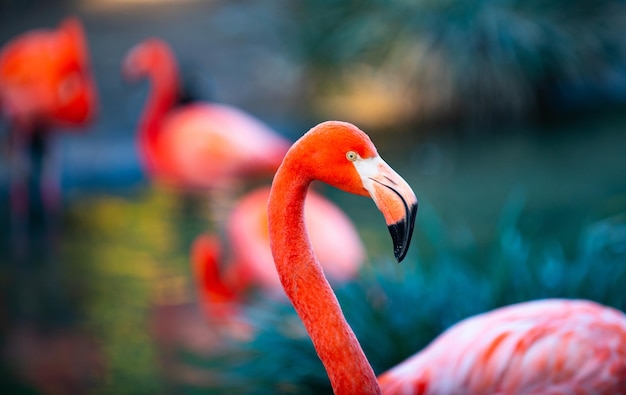 Close up portrait of pink flamingo in nature phoenicopterus ruber en contact étroit avec la femelle b