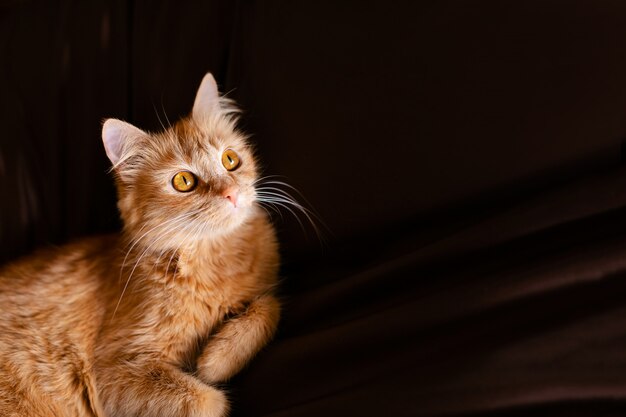 Close-up Portrait of Red Ginger Cat