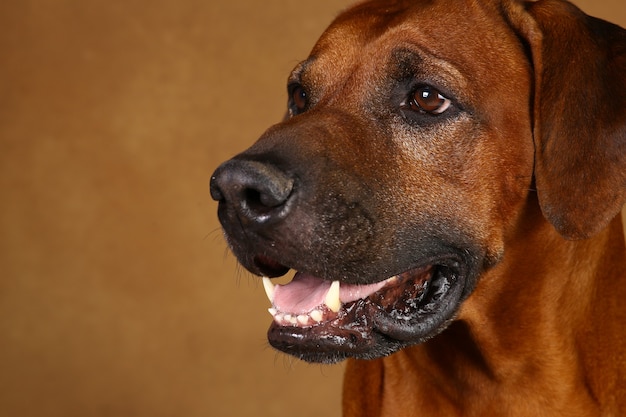 Close-up portrait of Rhodesian Ridgeback Dog debout sur fond marron