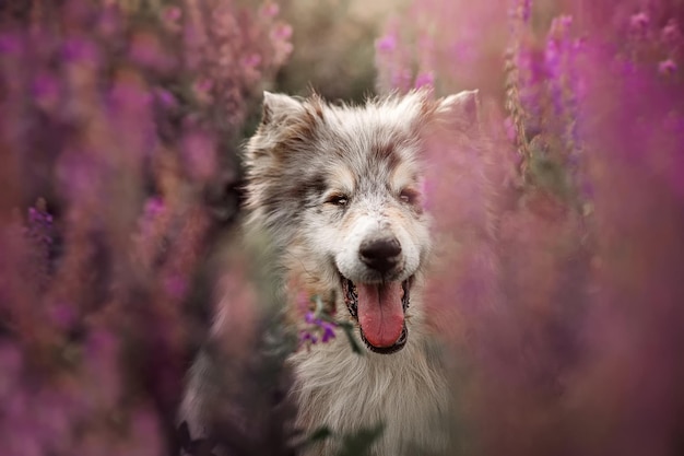 Close-up portrait of Rough Collie en fleurs sauvages