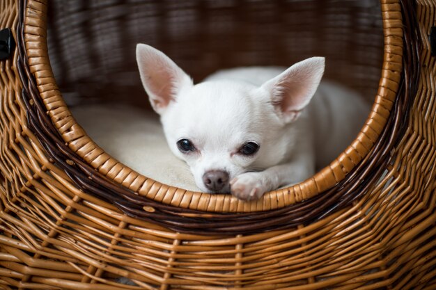 Close-up portrait of sad chihuahua puppy looking at camera from its dog house
