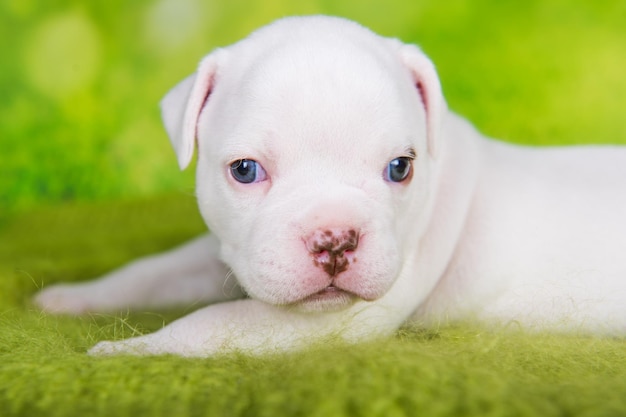 Close up portrait of White coat American Bullies puppy dog est sur fond vert