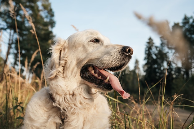 Close up portrait of white golden retriever dog dans le domaine