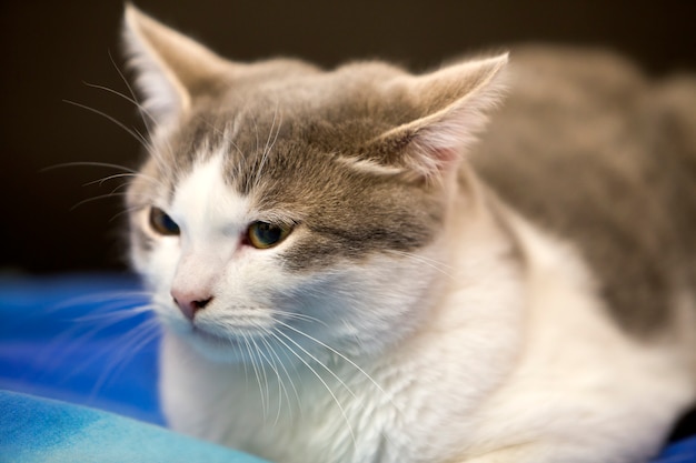 Close-up portrait of young nice small cute cute white and grey cat chaton avec une expression rêveuse sur fond noir et bleu flou. Garder les animaux de compagnie à la maison concept de la faune.