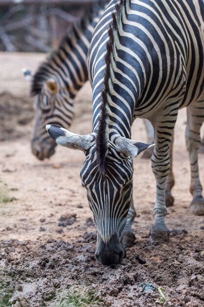 Close-up portrait of zebra