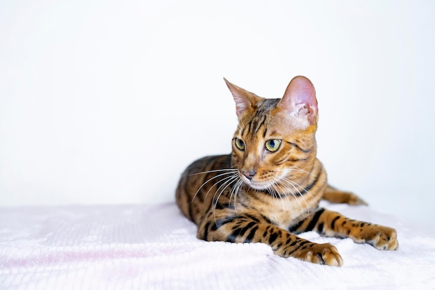 Close up portrait pet f chat bengal de race photo couleur léopard d'un chat assis dans le studio ressemble...