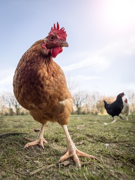 Close-up de poule sur le champ contre le ciel