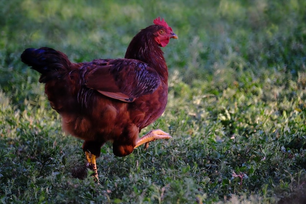 Photo close-up d'une poule sur un champ herbeux