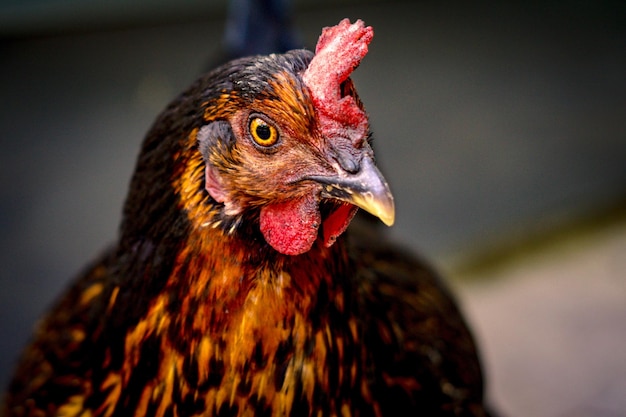Close-up de la poule