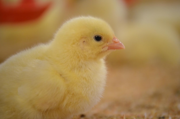 Photo close-up d'un poussin de poulet d'un jour